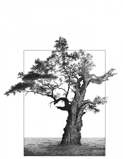 Il. 14: Helena Bohle-Szacki, Ciemne drzewo, 1987 r. - Helena Bohle-Szacki, Ciemne drzewo, tusz na kartonie, 1987 r.