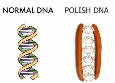 Abb.1: „Normale DNA / Polnische DNA“ - Zur Leibspeise vieler Polen gehören wohl Räucherwürste und Piroggen. „Normale DNA / Polnische DNA“. 